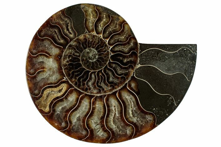 Cut & Polished Ammonite Fossil (Half) - Madagascar #329152